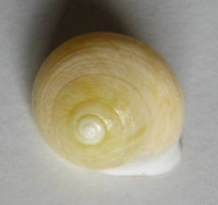 Helicina variabilis , Wagner, 1827